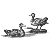 Illustration vintage en noir et blanc de deux canards, rappelant la marque Toile de Jouy ; l'un est debout sur un rocher tandis que l'autre est assis sur le sol, tous deux tournés vers la droite. la marque Toile de Jouy